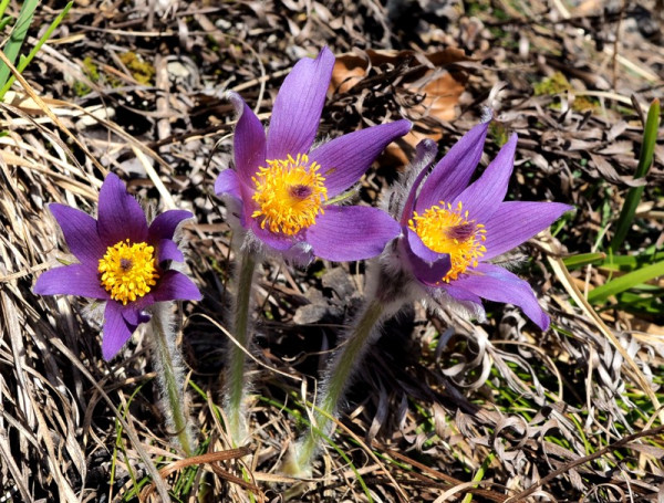 poniklec prostredný