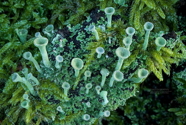 dutohlávka riasnatá / dutohlávka třásnitá / Cup lichen