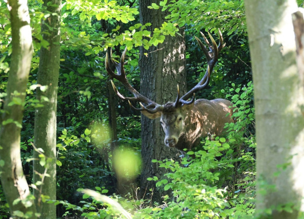 jeleň lesný
