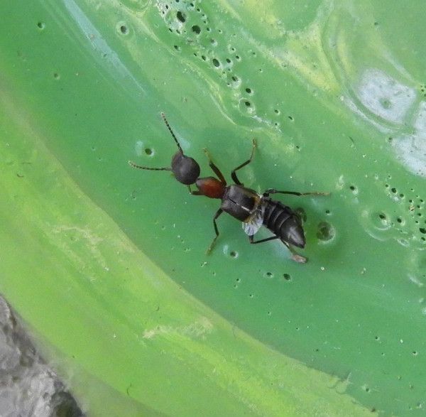 Rugilus angustatus