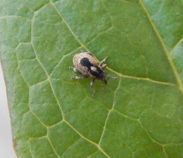 Sibinia phalerata
