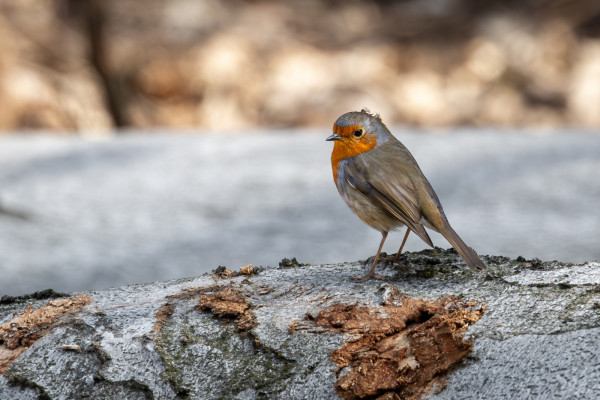 červienka obyčajná