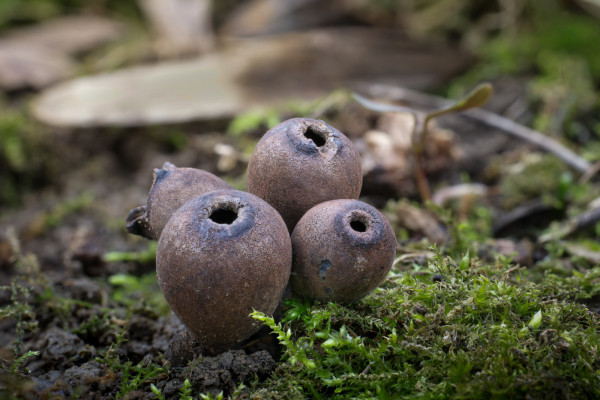 urnička kráterovitá / zvoneček pohárkovitý
