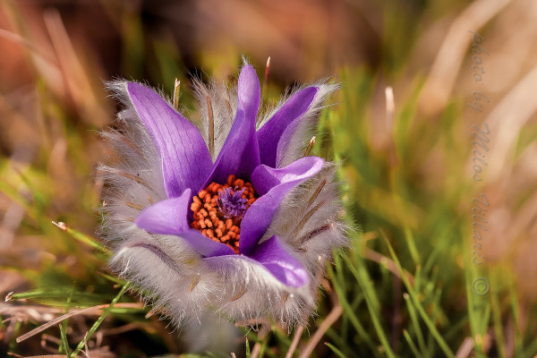 poniklec veľkokvetý