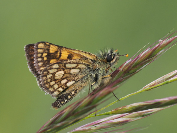súmračník skorocelový