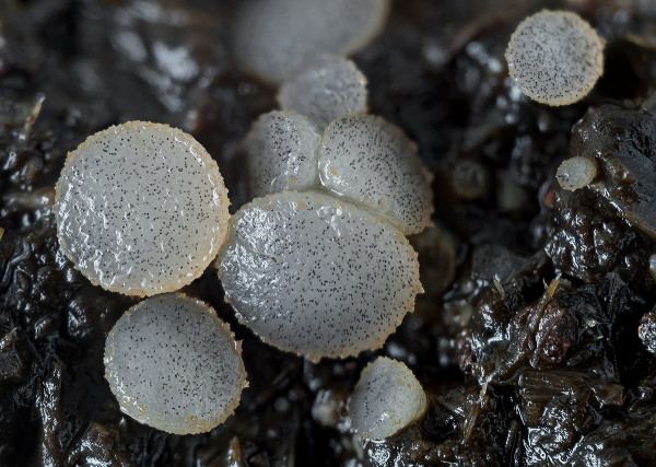 askobol zrniečkatý / hovník javorový