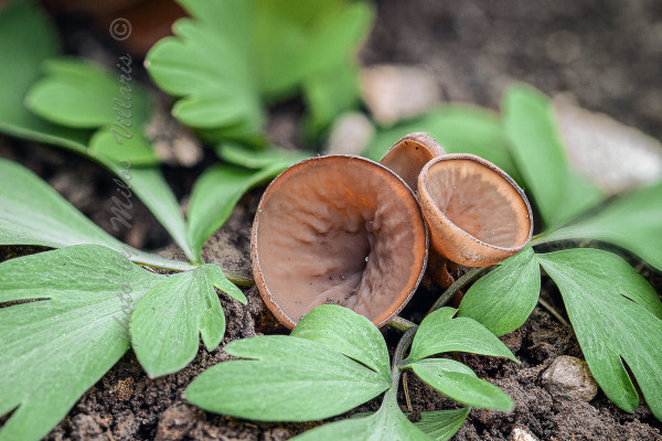 hľuznatka veternicová / hlízenka sasanková
