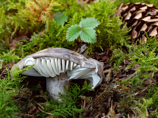 šťavnačka marcová / šťavnatka březnovka