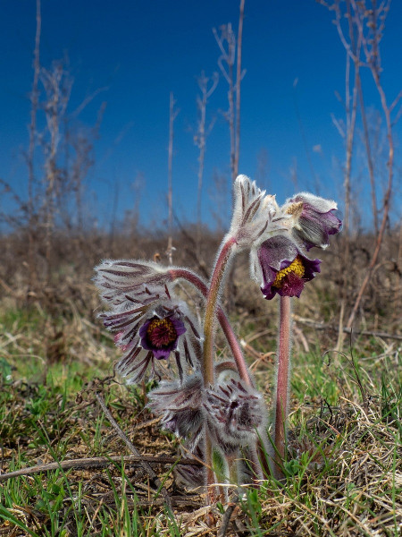 poniklec Zimmermannov