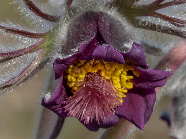 poniklec Zimmermannov