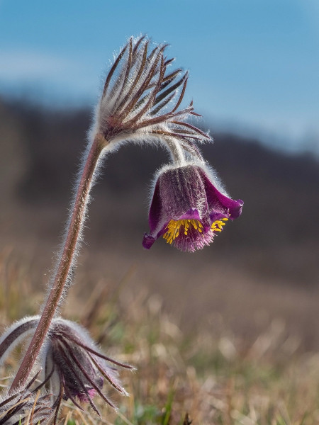 poniklec Zimmermannov