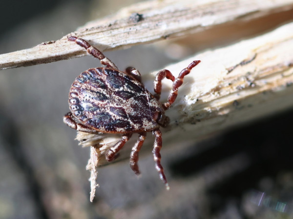Dermacentor marginatus