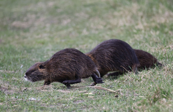 nutria vodná