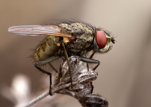 Agria affinis