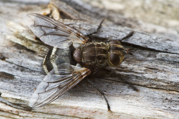 Panzeria puparum