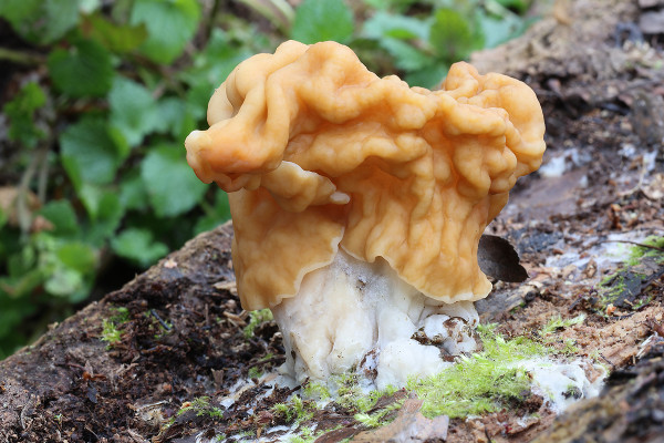 ušiak obrovský / ucháč obrovský