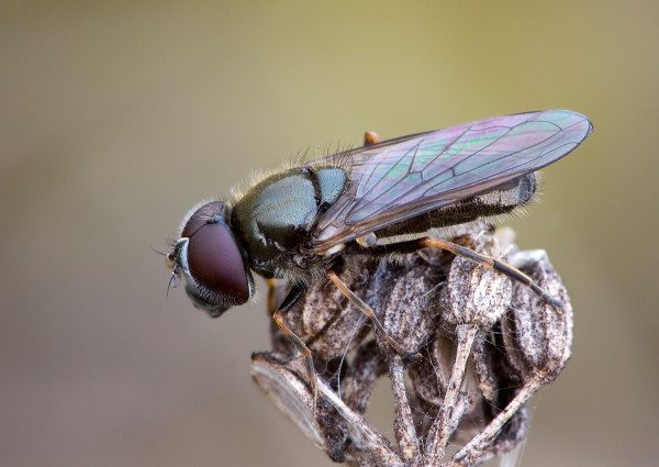 Cheilosia proxima