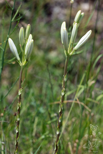 ľalia biela