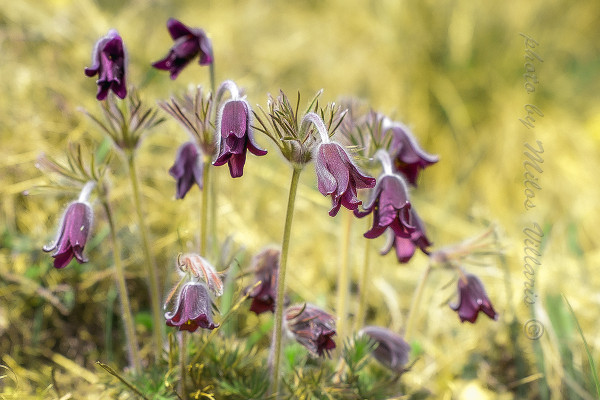 poniklec lúčny český
