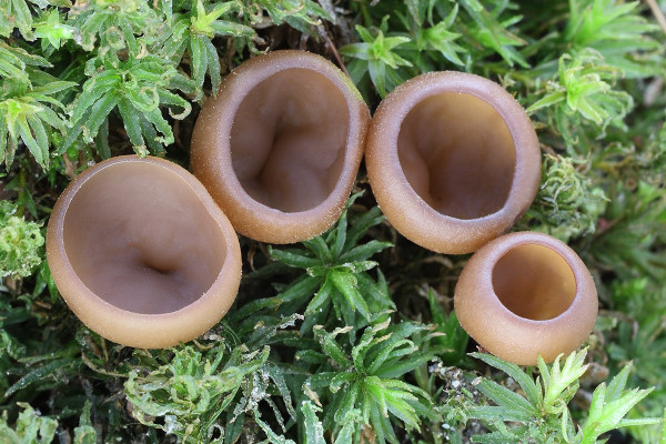 hľuznatka / hlízenka orsejová