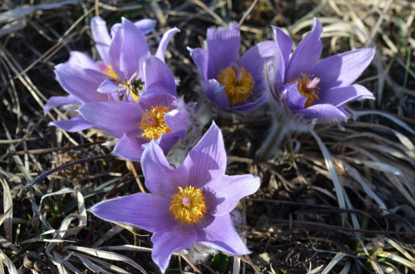 poniklec veľkokvetý