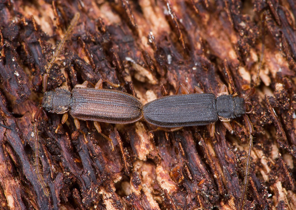 Uleiota planatus