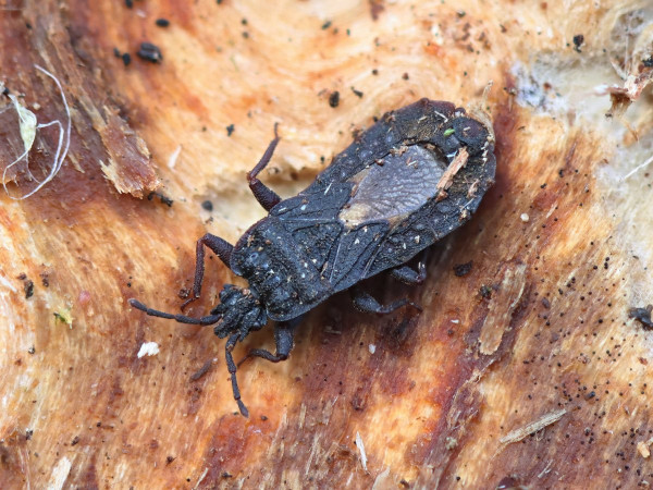 Mezira tremulae