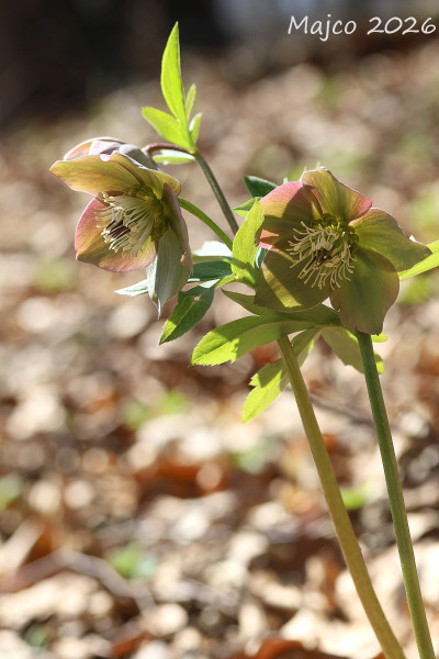 čemerica purpurová