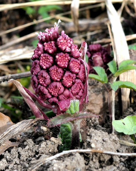 deväťsil lekársky