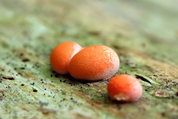 vlčinka oranžová / vlčí mléko oranžové