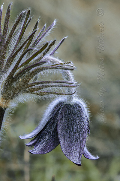 poniklec lúčny český