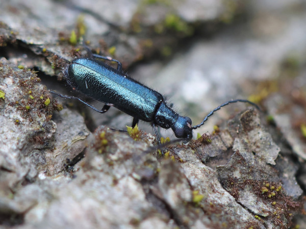 Dasytes caeruleus