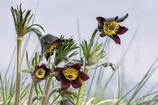 poniklec lúčny český