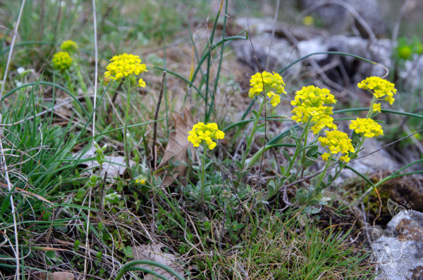 tarica kopcová Brymova
