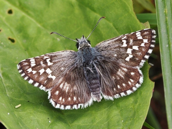 súmračník ibišový