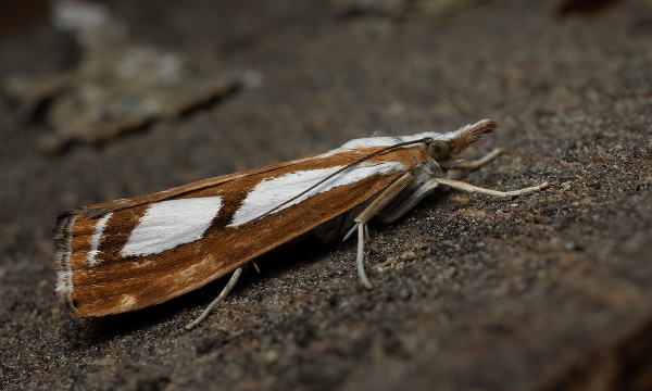 trávovec metlicový