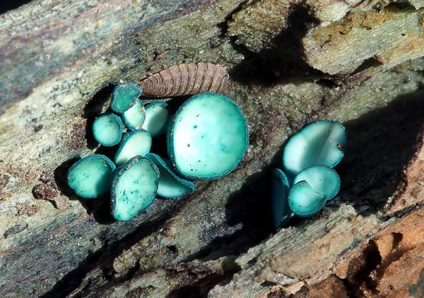 Chlorociboria sp.