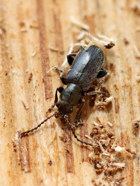 Orsodacne humeralis