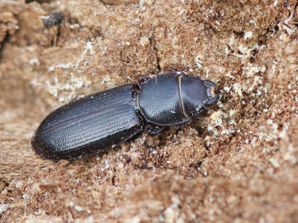 Tenebroides fuscus
