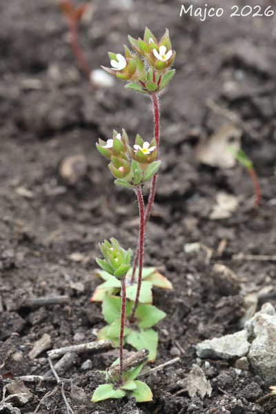 pochybok najväčší