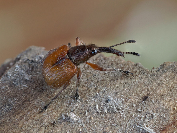 Tatianaerhynchites aequatus