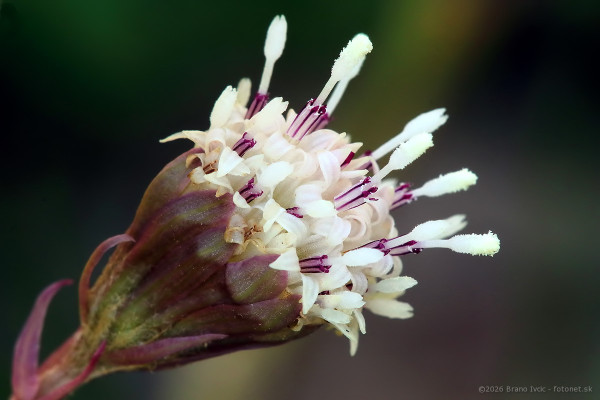 deväťsil lekársky