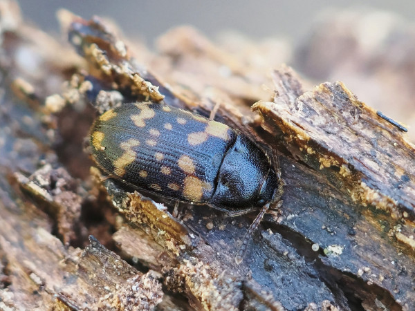 Mycetophagus atomarius