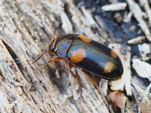Mycetophagus quadripustulatus