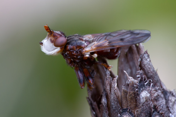 Myopa testacea