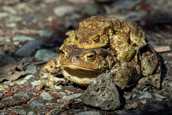 ropucha bradavičnatá
