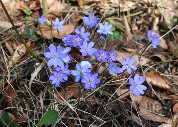 pečeňovník trojlaločný