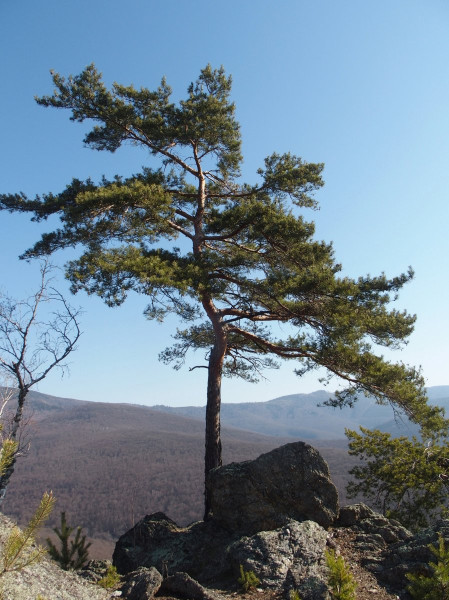 borovica lesná