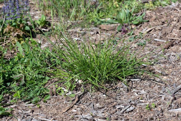 ostrica zblížená