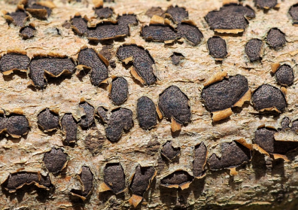 diatrypka / korovitka vakovitá